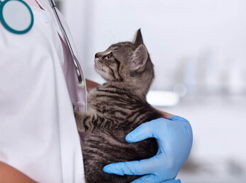 Бесплатная стерилизация животных для льготных категорий граждан